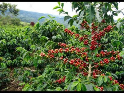 Coffee plantation in Java